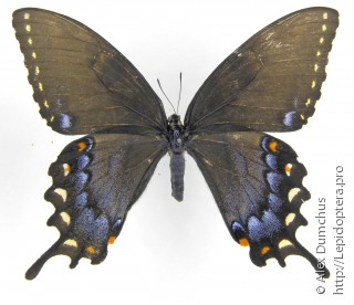 Papilio glaucus