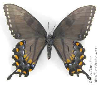 Papilio glaucus