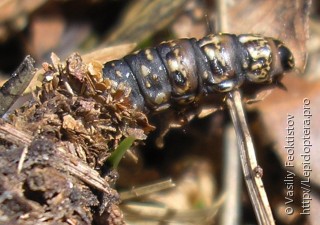 Canephora hirsuta