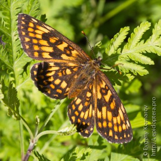 Melitaea ambigua