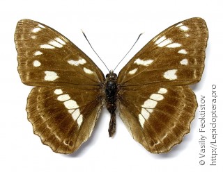 Limenitis amphyssa