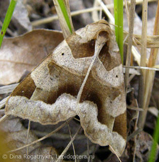 Имаго  Chrysorithrum amata