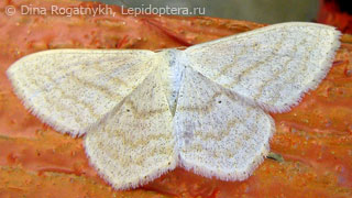 Scopula nigropunctata