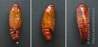 Cucullia lactucae