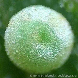 Callophrys chalybeitincta