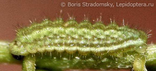 Callophrys chalybeitincta