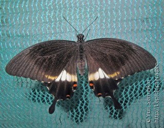 Самка  Papilio hipponous