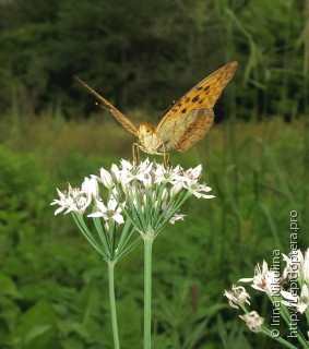 Argynnis ruslana