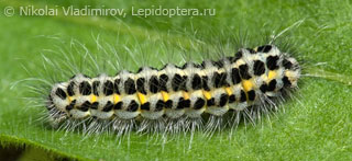 Zygaena lonicerae