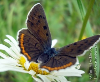 Lycaena alciphron