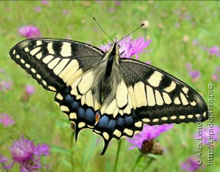 Имаго  (Papilio machaon)