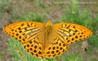 Argynnis paphia