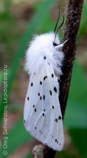 Spilosoma lubricipeda