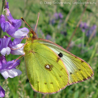 Имаго  (Colias hyale)