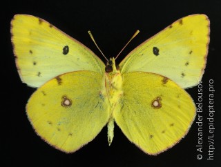 Colias hyale