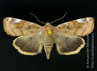 Cosmia affinis
