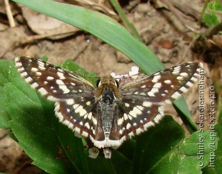 Pyrgus orcynoides