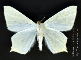 Ourapteryx ebuleata