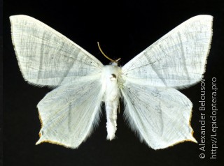 Ourapteryx ebuleata