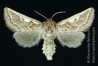Самка  Margelana versicolor