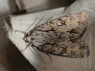 Acronicta cuspis