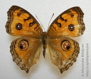 Junonia almana