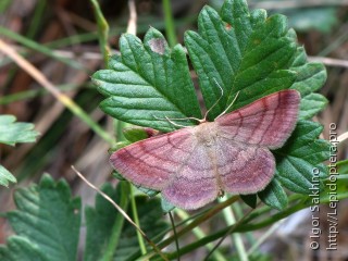 Scopula rubiginata