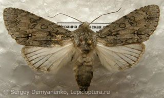 Acronicta aceris