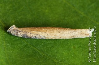 Coleophora trochilella