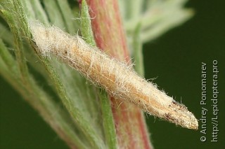 Личинка  Coleophora succursella