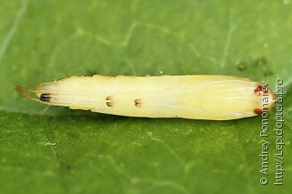 Caloptilia betulicola