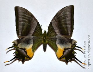 Teinopalpus imperialis