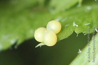 Petrophora chlorosata