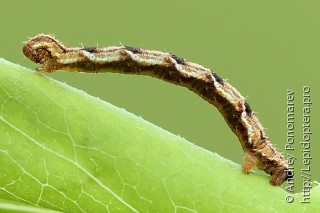 Eupithecia virgaureata