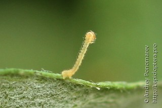 Eupithecia icterata