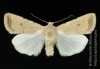 Caradrina albina