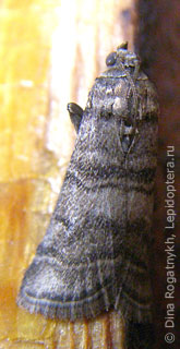 Ectomyelois pyrivorella