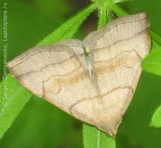 Herminia tarsicrinalis