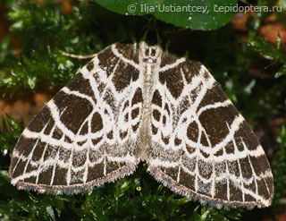 Имаго  Eustroma reticulata