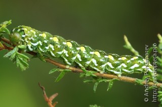 Anarta myrtilli