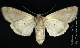 Polia bombycina