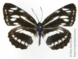 Neptis philyroides