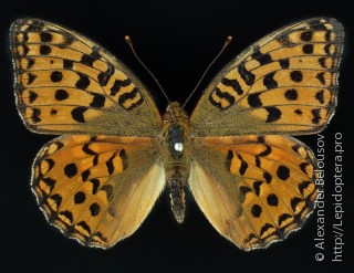 Argynnis adippe