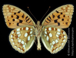 Argynnis adippe