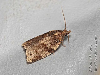 Argyrotaenia ljungiana