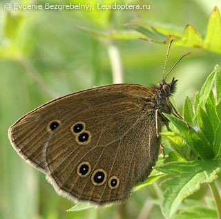 Aphantopus hyperantus