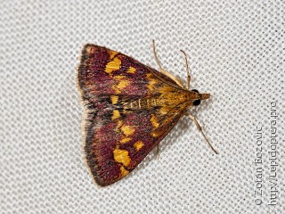 Pyrausta aurata