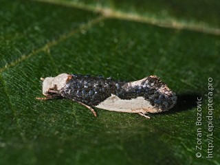 Monopis monachella