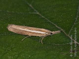 Agriphila tristella