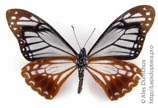 Papilio agestor